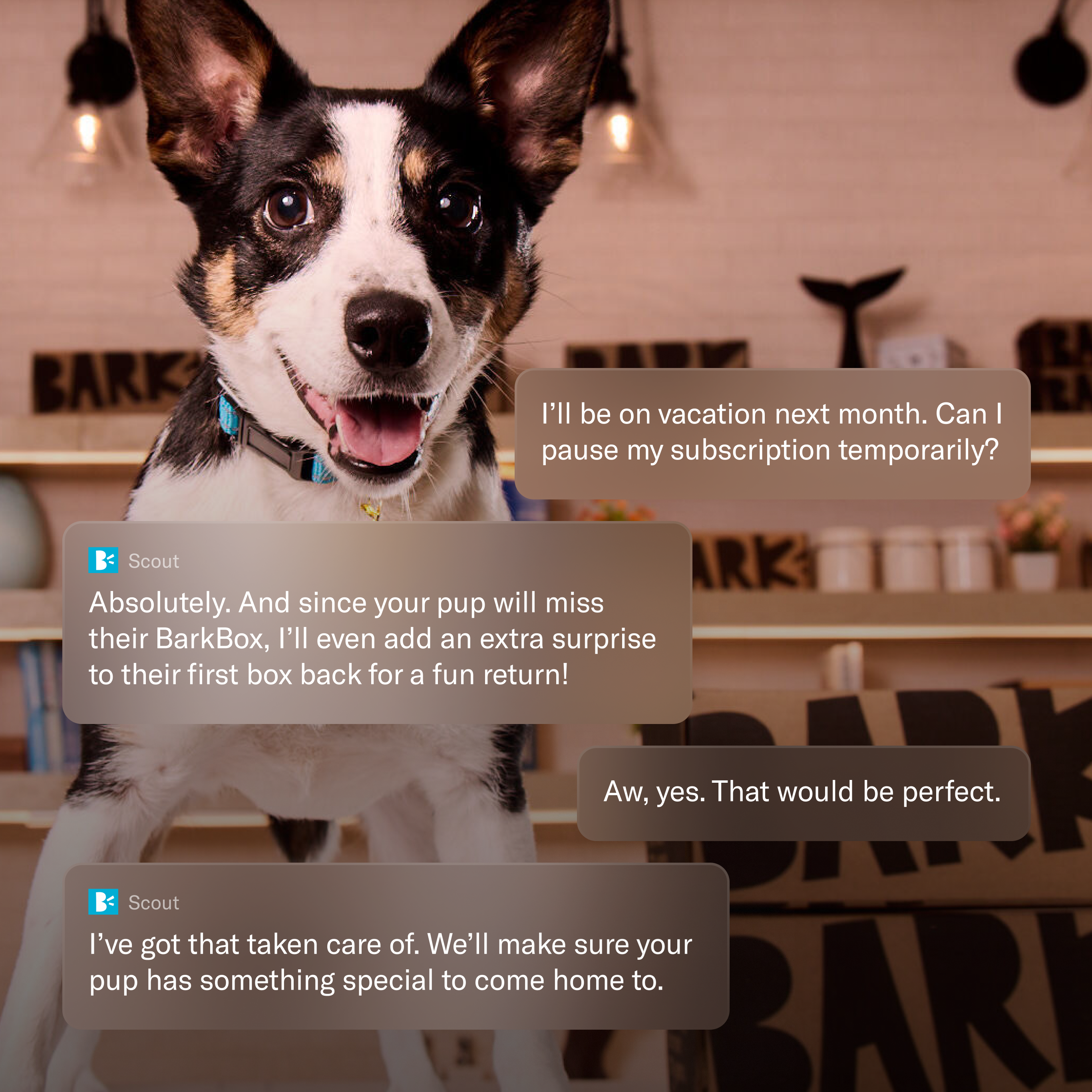 A happy black and white dog in a blue collar smiles, with superimposed text showing a customer service chat about pausing a BarkBox subscription and getting an extra surprise.